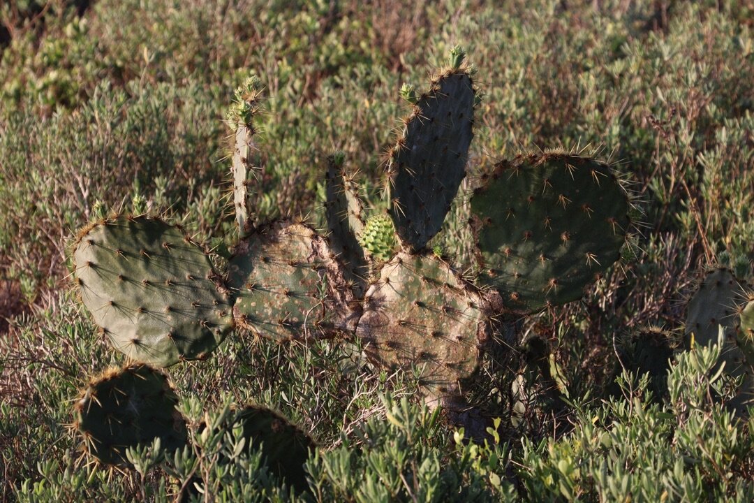 Prickly Pear — Coastal Scrub
