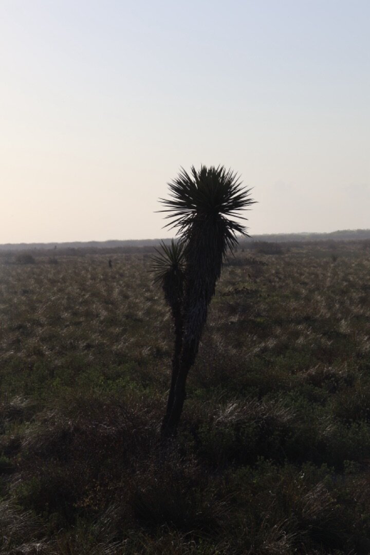 Yucca, Battlefield — Palo Alto